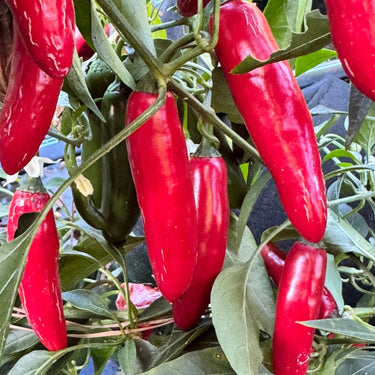 Devil Serrano - Seeds - The Pepper Pantry (Formerly Marie Sharp's)